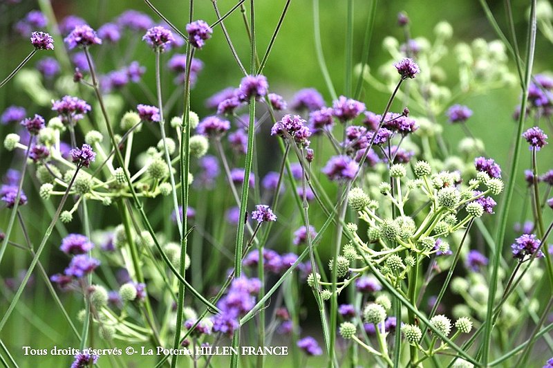 verbena bonariensis
